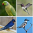 icon Bird identifier(Bird tanımlayıcı
) 7.9.3