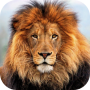 icon Lion HD Live Wallpaper (Aslan HD Canlı Duvar Kağıdı)