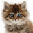 icon Talking Dancing Cat(Konuşan kedi. Danslar ve Purrs.) 3.720.1.69