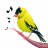 icon Bird Calls(Kuş Sesleri, Sesler ve Zil Sesleri) 13.2.0