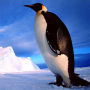 icon Penguins Jigsaw Puzzles (Penguenler Yapboz)