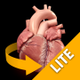 icon Heart 3D Anatomy Lite (Kalp 3D Anatomi Lite)