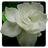 icon Flowers Video Live Wallpaper(Çiçekler Video Canlı Duvar Kağıdı) 4.0