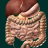 icon Internal Organs 3D Anatomy(İç Organlar) 3.0.3