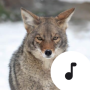 icon Coyote Sounds(Çakal Sesler)