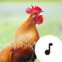 icon Rooster Sounds (Horozu sesler)