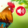 icon Animal Ringtone(Hayvan Zil Sesleri: Kuş Sesleri)