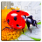 icon Insect Puzzles() 29.0