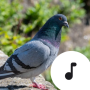icon Pigeon Sounds(Güvercin Sesleri)