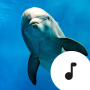 icon Dolphin Sounds(Yunus Sesleri)