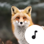icon Fox Sounds(Tilki sesleri)