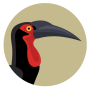 icon BirdPro South Africa(BirdPro
)