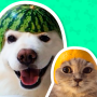 icon Animal Stickers for WhatsApp (WhatsApp Anime TV için Manga ve Comics Hayvan Çıkartmaları - Minecraft dünyası için
)