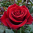 icon Flowers(Çiçek Gül Canlı Duvar Kağıdı) 5.0