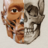 icon Art Anatomy(3D Anatomy for the Artist
) 2.0.10