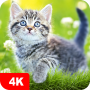 icon Cat Wallpapers & Cute Kittens (Kedi Duvar Kağıtları Cute Kittens)