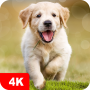 icon Dog Wallpapers & Puppy 4K (Köpek Duvar Kağıtları ve Köpek Yavrusu 4K)