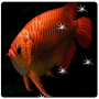 icon 3D Arowana Live Wallpaper 2024 (3D Arowana Canlı Duvar Kağıdı 2024)