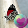 icon Butterflies HD Wallpapers (Kelebekler HD Duvar Kağıtları)
