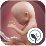icon Pregnancy App & Baby Tracker (Hamilelik App Bebek Tracker)