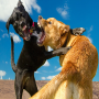 icon Wild Dog Fighting Sim Angry Dog Fight Competition (Vahşi Köpek Dövüşü Sim Kızgın Köpek Dövüşü Yarışması
)