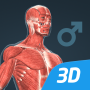 icon Human body (male) 3D scene (İnsan vücudu (erkek) 3B sahne)