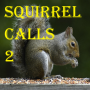 icon Squirrel Calls 2 (Sincap 2 çağırır)