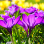 icon Beautiful Spring Flowers Live (Güzel Bahar Çiçekleri Canlı)