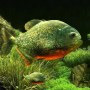 icon 3D Fish Aquarium(3D Balık Akvaryum Duvar Kağıdı HD)
