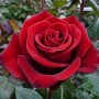 icon Flowers(Çiçek Gül Canlı Duvar Kağıdı)