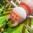 icon Ant Of War(Ant Of War
) 1.0.5