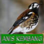 icon Master Kicau Anis Kembang(Chirping Anis Kembangın Efendisi)