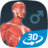 icon Human body male educational VR 3D(İnsan vücudu (erkek) 3B sahne) 1.30