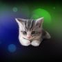 icon Sleepy Kitten Live Wallpaper(Sleepy Kitten Duvar Kağıdı)