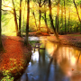 icon Autumn Forest Live Wallpaper(Sonbahar Ormanı Canlı Duvar Kağıdı)