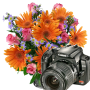 icon blomme kamera(Çiçekler Çerçeveler Kamera)