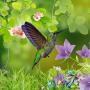 icon Hummingbirds live wallpaper(Hummingbirds duvar kağıdı)