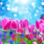 icon Spring Flower Live Wallpaper (Bahar çiçeği canlı duvar kağıdı)
