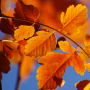 icon Autumn Live Wallpaper HD (Sonbahar Canlı Duvar Kağıdı HD)