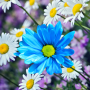 icon Daisies Flowers Live Wallpaper(Papatyalar Çiçekler Canlı Duvar Kağıdı)