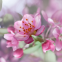 icon Cherry Blossom Live Wallpaper (Kiraz Çiçeği Canlı Duvar Kağıdı)