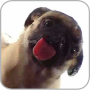 icon Dog Licker Live Wallpaper FREE (Köpek Licker Canlı Duvar Kağıdı ÜCRETSİZ)