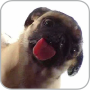 icon Dog Licking Live Wallpaper (Köpek Licker Canlı Duvar Kağıdı ÜCRETSİZ)