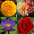 icon Flower identifier(Çiçek tanımlayıcı
) 1.1