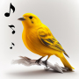 icon Bird Calls, Sounds & Ringtones (Kuş Sesleri, Sesler ve Zil Sesleri)