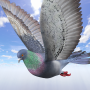 icon Wild Pigeon Simulator(Wild Pigeon Simulator
)