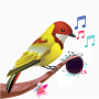 icon Birds Ringtones(Kuşlar Sesler ve Kuşlar Zil Sesleri)