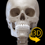 icon Skelett(İskelet | 3D Anatomi)