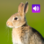 icon Rabbit: Sound, Ringtone (Tavşan: Ses, Zil Sesi)