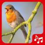 icon Sounds of birds. Songs and bird tones(Kuş sesleri. Güzel şarkılar.)